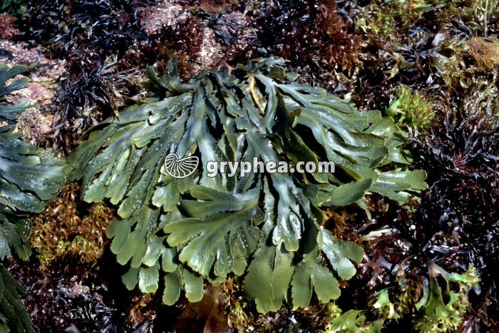 Fucus serratus - gryphea.org